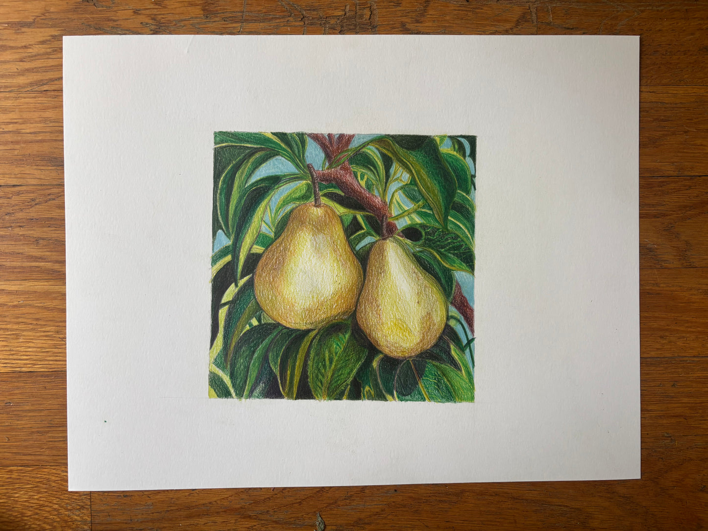 Fruit Series (Two Pears)